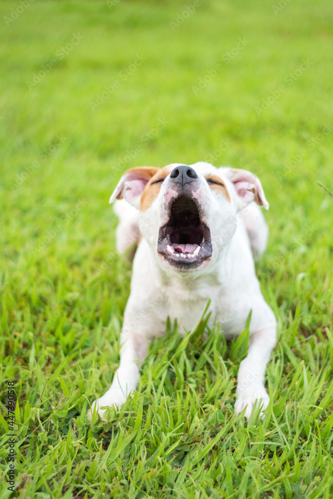 one mixed breed dog with the tongue out posing for the camera on the green grass in the park 