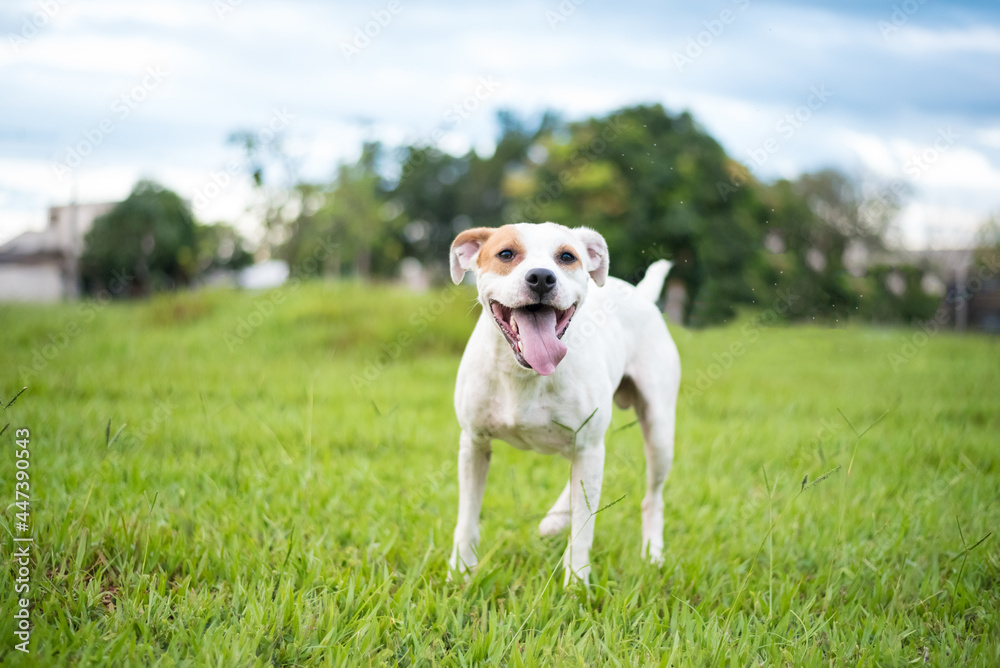 one mixed breed dog with the tongue out posing for the camera on the green grass in the park 