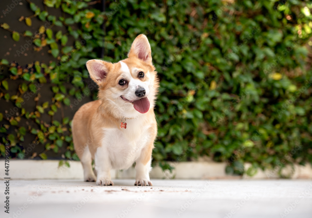 adorable little mixed color corgi posing for the camera with the tongue out and a bowed head looking at the camera and a plant wall in the background