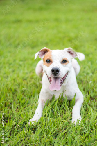 one mixed breed dog with the tongue out posing for the camera on the green grass in the park 