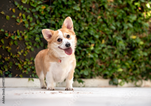 adorable little mixed color corgi posing for the camera with the tongue out and a bowed head looking at the camera and a plant wall in the background
