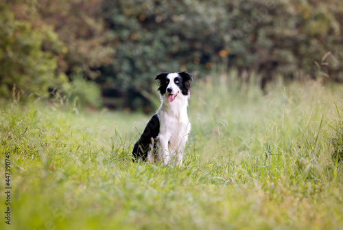 beautiful border collie dog with bright eyes tongue out posing on the green grass in the park 