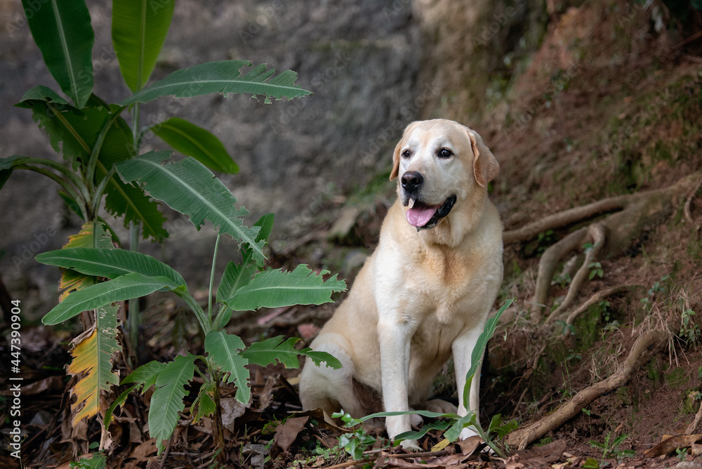 big yellow lab standing on the floor with the tongue out big yellow lab standing on the floor with the tongue out