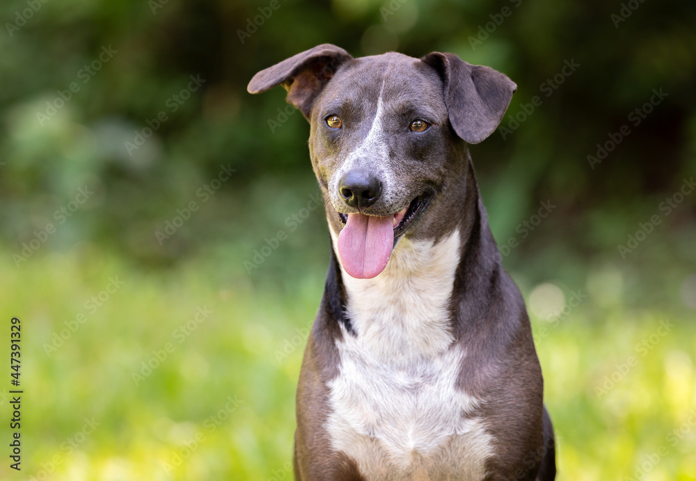 one adorable brown and white mixed breed dog looking at the camera posing on the green grass at the park with green trees in the background