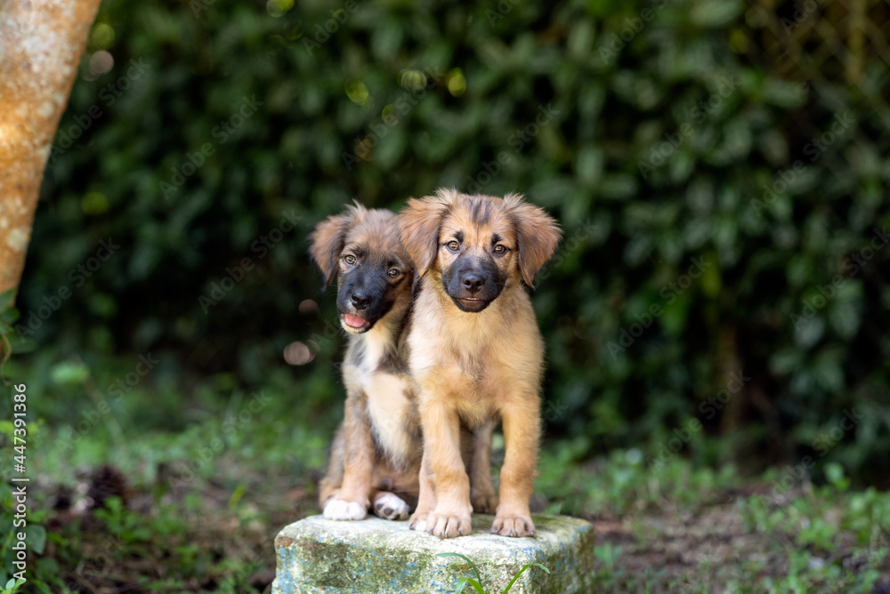 two adorable little mixed breed puppy dogs posing for the camera at the park 