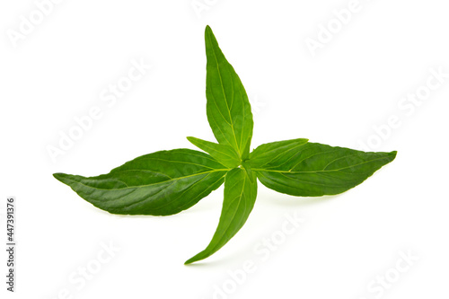 Andrographis leaves (Andrographis paniculata) isolated on white background. it's a type of Thai traditional herb (Folk or traditional medicine) and has medicinal properties.