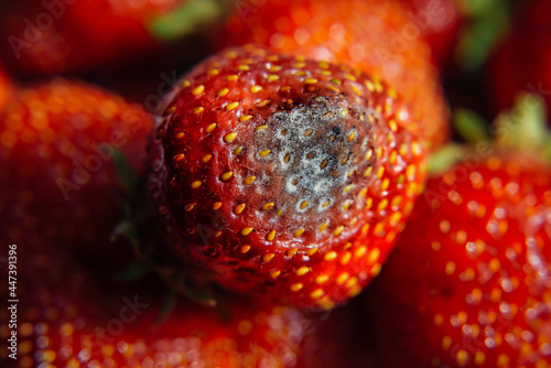 Gray mold on red ripe fresh strawberries from farm, close up, selective focus, blurred background. QC process before sending to retail. Perishable products dangerous to health.