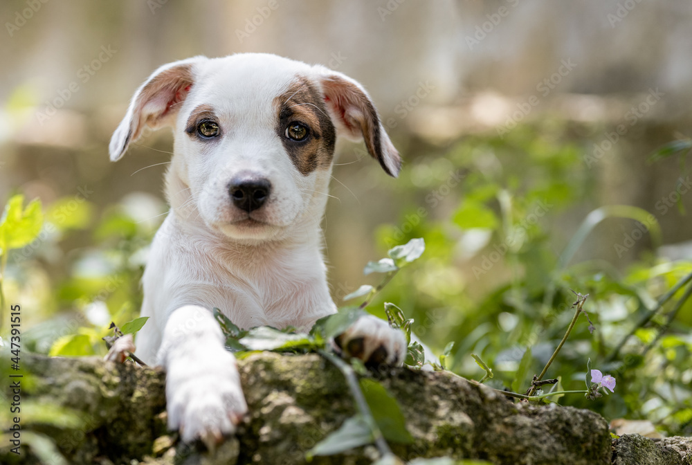 one small mixed breed puppy dog looking at the camera posing on a stem among green plants

