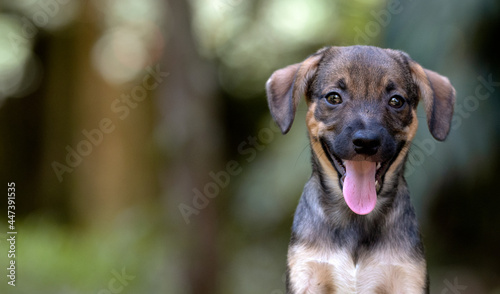 one small black mixed breed puppy dog posing looking to the camera in the park with the tongue out