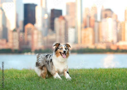 one beautiful border collie dog smiling with the tongue out bright eyes, on the grass at liberty state park new jeysey 