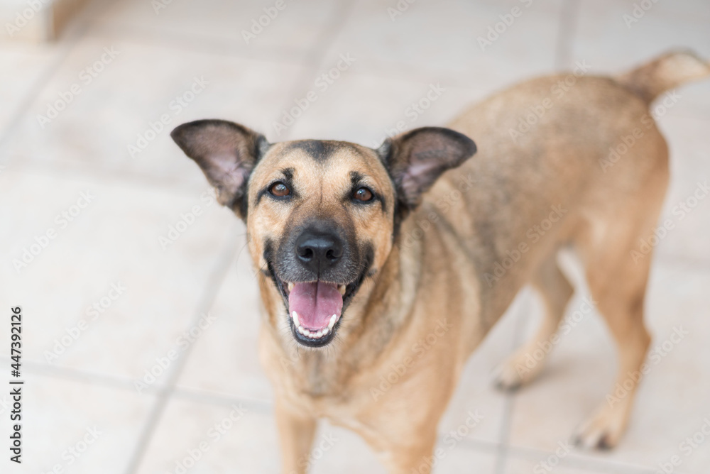 one adorable brown mixed breed dog looking up at the camera smiling with the tongue out on a tile floor