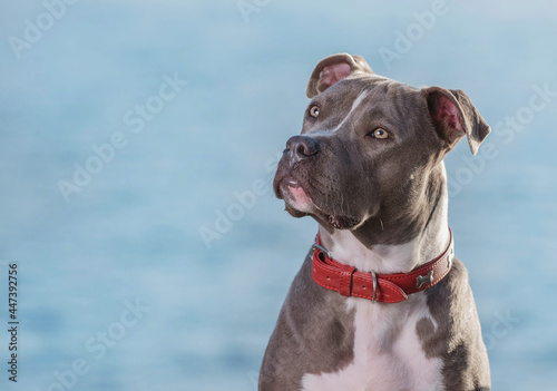 one gray and white pitbull dog wearing a red collar looking up with the blue ocean in the background, negative space