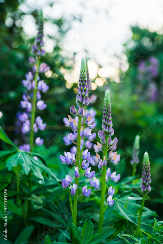 Lupine flowers growth on the field. Shallow depth of field. Selective focus. 