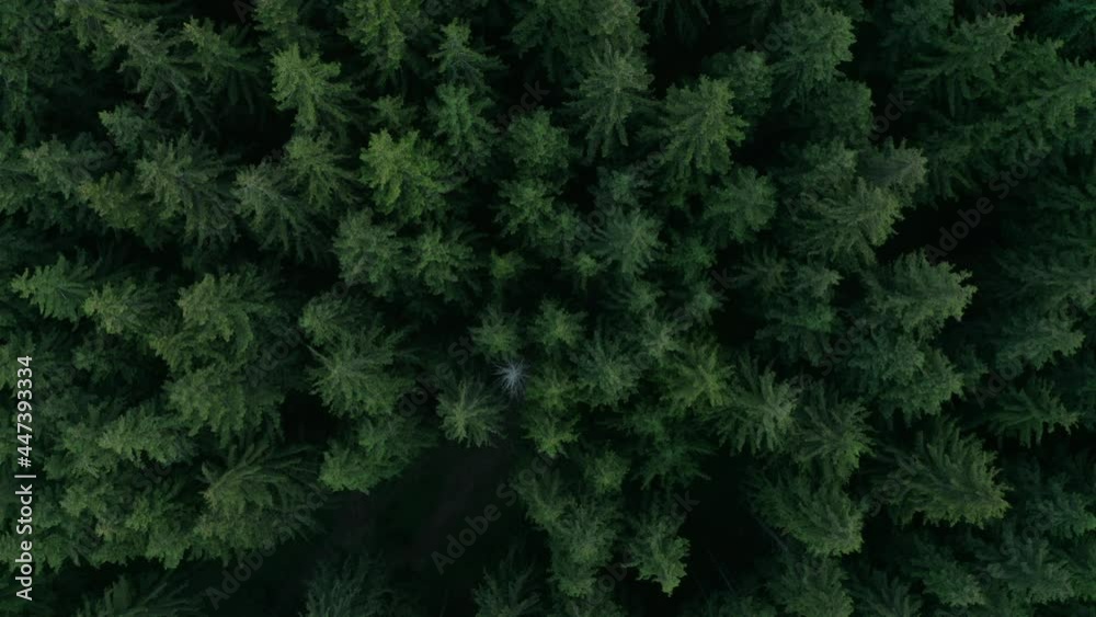 Descending drone shot towards thick green coniferous forest. Carpathian Mountain covered by lush pine forest Descending drone shot towards thick green coniferous forest. Carpathian Mountain covered by lush pine forest