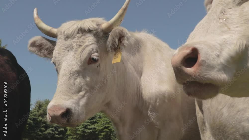 An adult bull looks over its herd of cattle as it chomps on grass. An adult bull looks over its herd of cattle as it chomps on grass.