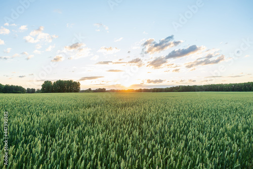 Green wheat on the field with beautiful sunset sky. Selective focus. Shallow depth of field.