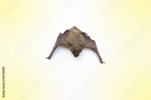 A bat on white background and fair lighting