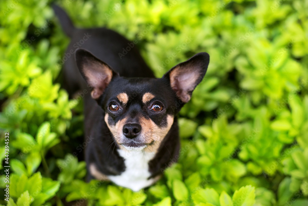 one black mixed breed small dog looking up to the camera among green little plants 