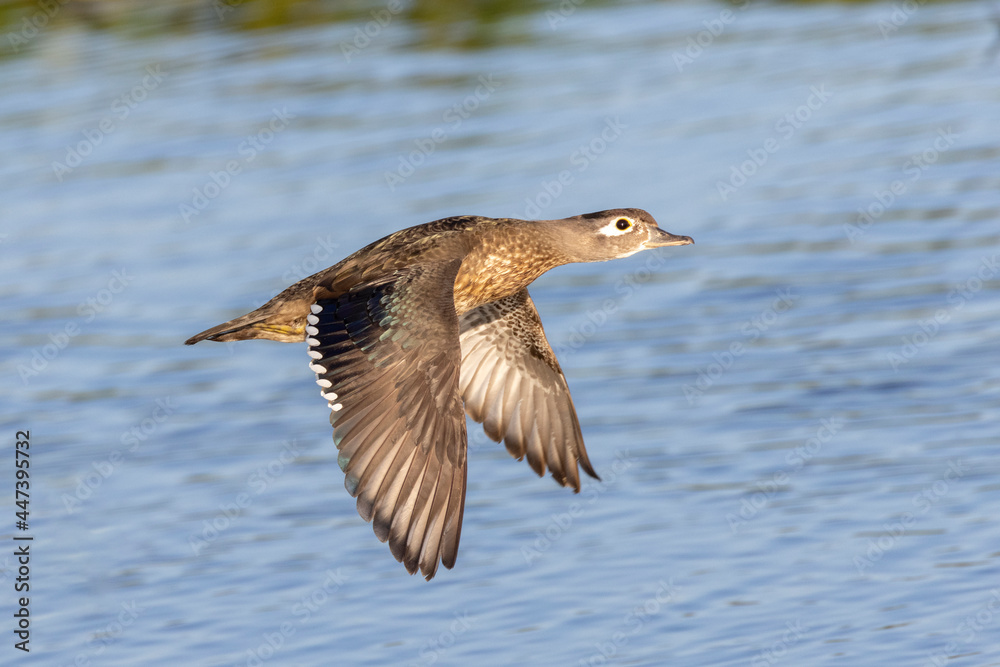 female wood duck female wood duck