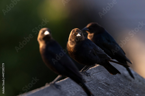 brown headed cowbird