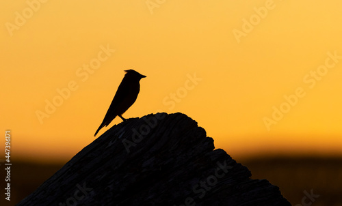 cedar waxwing bird photo