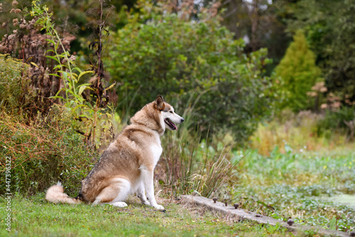 one husky dog with the tongue out posing on the green grass in the park