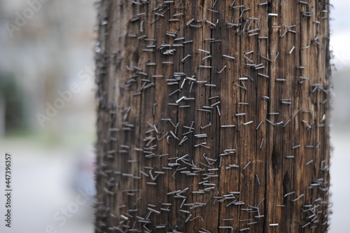 Принти на полотні telephone pole with many staples