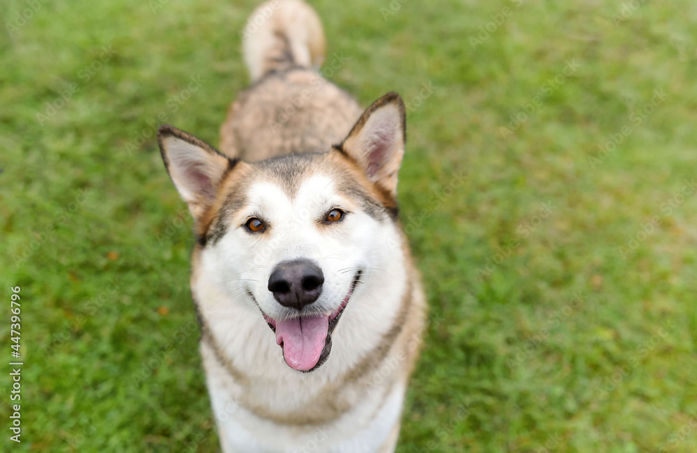 one husky dog smiling with the tongue out posing on the green grass in the park 