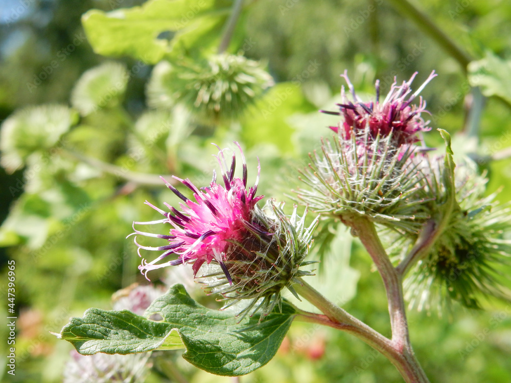 Purple pink burdock agrimony flowers on blurred green grass background Purple pink burdock agrimony flowers on blurred green grass background