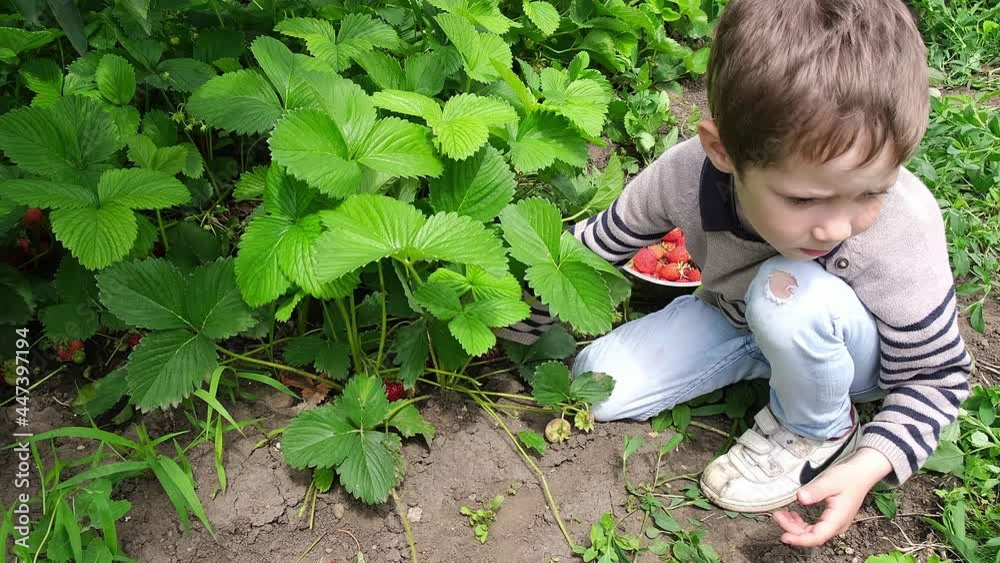 Funny kid collect and eat ripe strawberries in the summer garden. Sunny summer day. Happy childhood. Healthy and environmentally friendly crop. Picking strawberries at green strawberry farm. Harvest Funny kid collect and eat ripe strawberries in the summer garden. Sunny summer day. Happy childhood. Healthy and environmentally friendly crop. Picking strawberries at green strawberry farm. Harvest