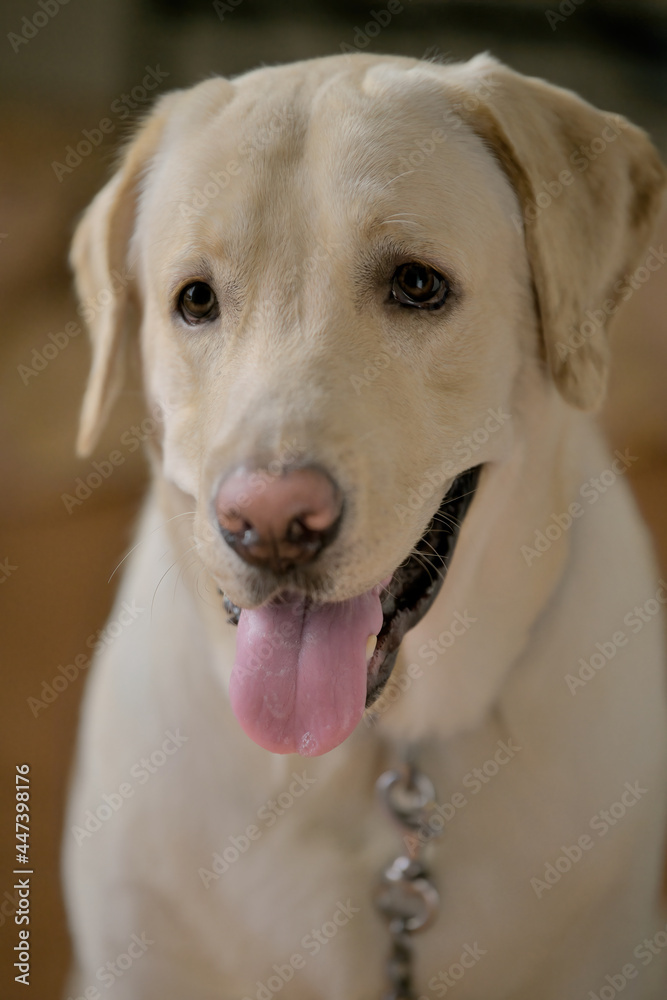 Close up Portrait of a brown - yellow labrador dog looking side of the camera with tongue out with isolated background.