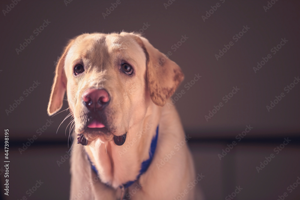 Close up Portrait of a brown - yellow labrador dog looking side of the camera with tongue out with isolated background.
