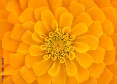 Macro shot of a yellow flower. Close up photography of a yellow flower