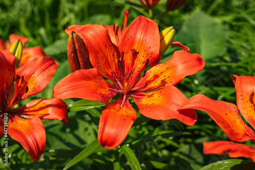 Red-orange flowers of blooming lily