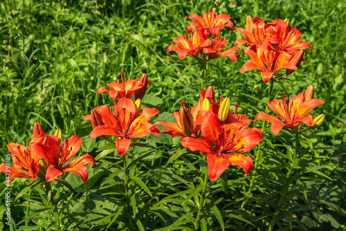 Red-orange flowers of blooming lily