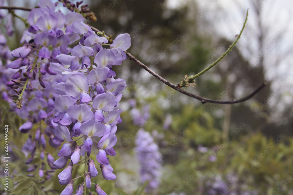 Purple Wisteria in Spring - Fabaceae Luguminosae in Park