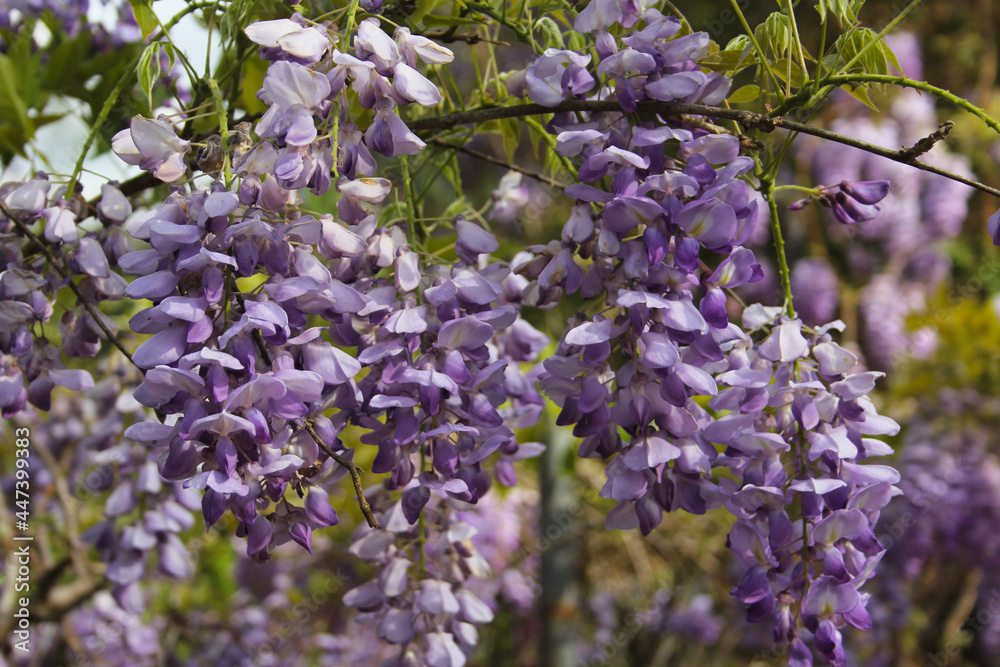Purple Wisteria in Spring - Fabaceae Luguminosae in Park Purple Wisteria in Spring - Fabaceae Luguminosae in Park