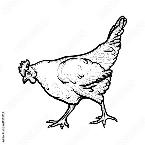 Realistic hen or chicken outlined in white background. Free grazing hen bird with cockscomb. Hand drawn vector illustration