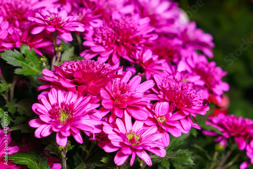 Pink chrysanthemum plant on green. Chrysanthemum annual flowers branch. A bush of small bright pink flowers blooming lush