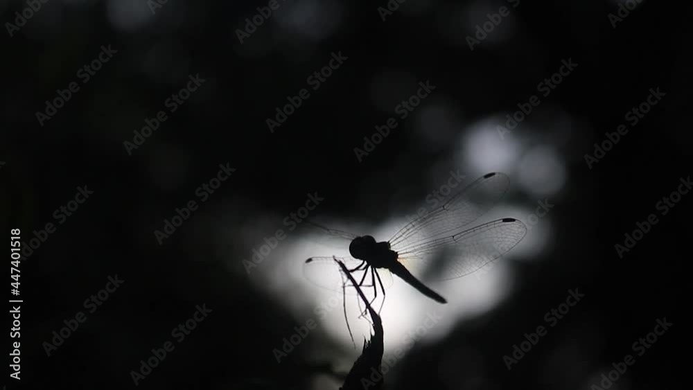 Silhouette Of Dragonfly Perched On A Branch With Blurry Background - close up
