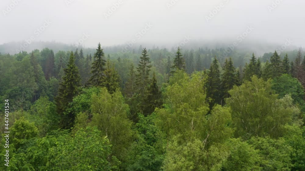 Evergreen conifer trees and deciduous trees in misty forest fog, 4K aerial view Evergreen conifer trees and deciduous trees in misty forest fog, 4K aerial view