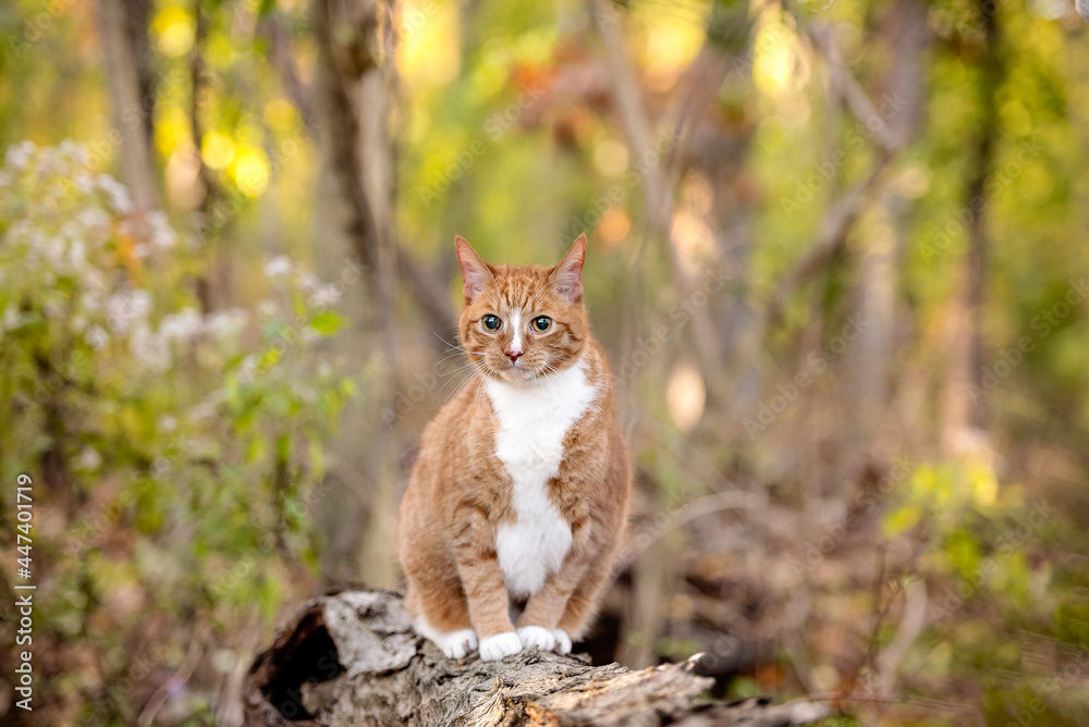 Fototapeta premium one mixed breed cat posing for the camera on the grass with leaves and plants and trees in the background in the woods 