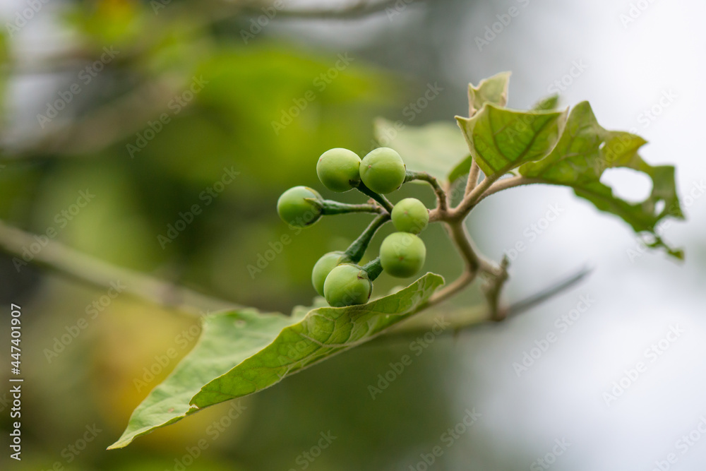 Fototapeta premium Solanum indicum (Sparrow's Brinjal) or Ma waeng ton fruit on the tree. Thai herbs eat with chili paste It has medicinal properties that help treat cough and sputum.