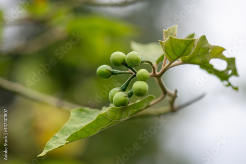 Solanum indicum (Sparrow's Brinjal) or Ma waeng ton fruit on the tree. Thai herbs eat with chili paste It has medicinal properties that help treat cough and sputum. photo
