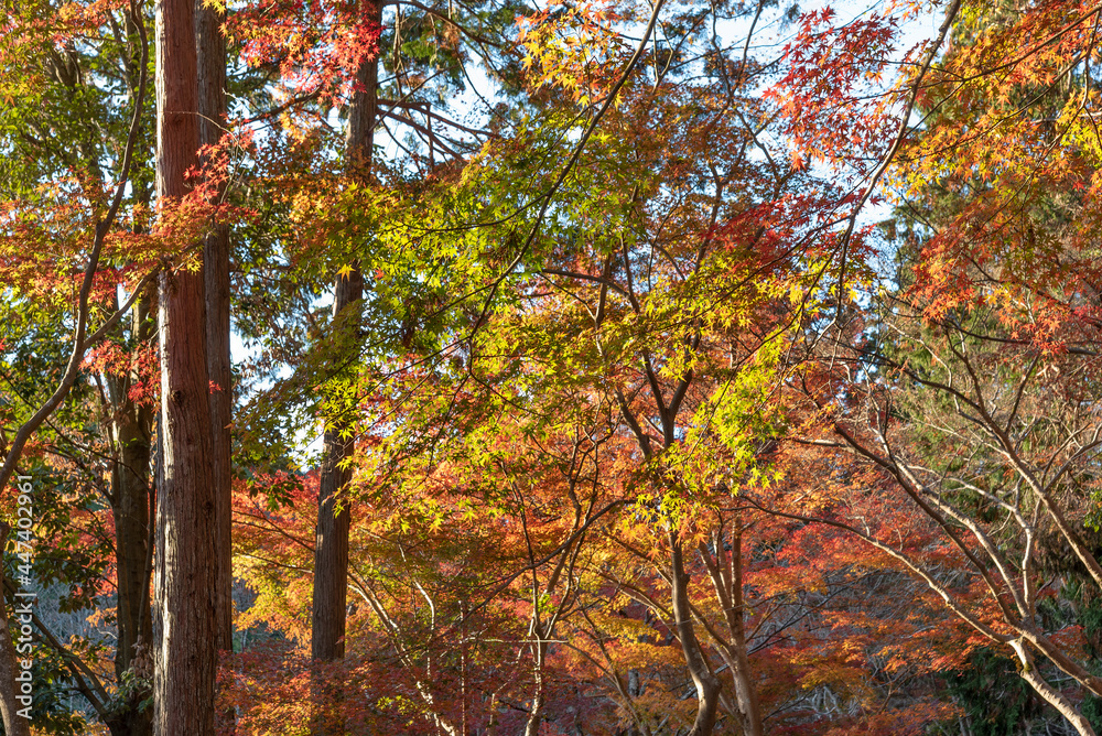 red maple leaves in forest in Kyoto, Japan in autumn season red maple leaves in forest in Kyoto, Japan in autumn season