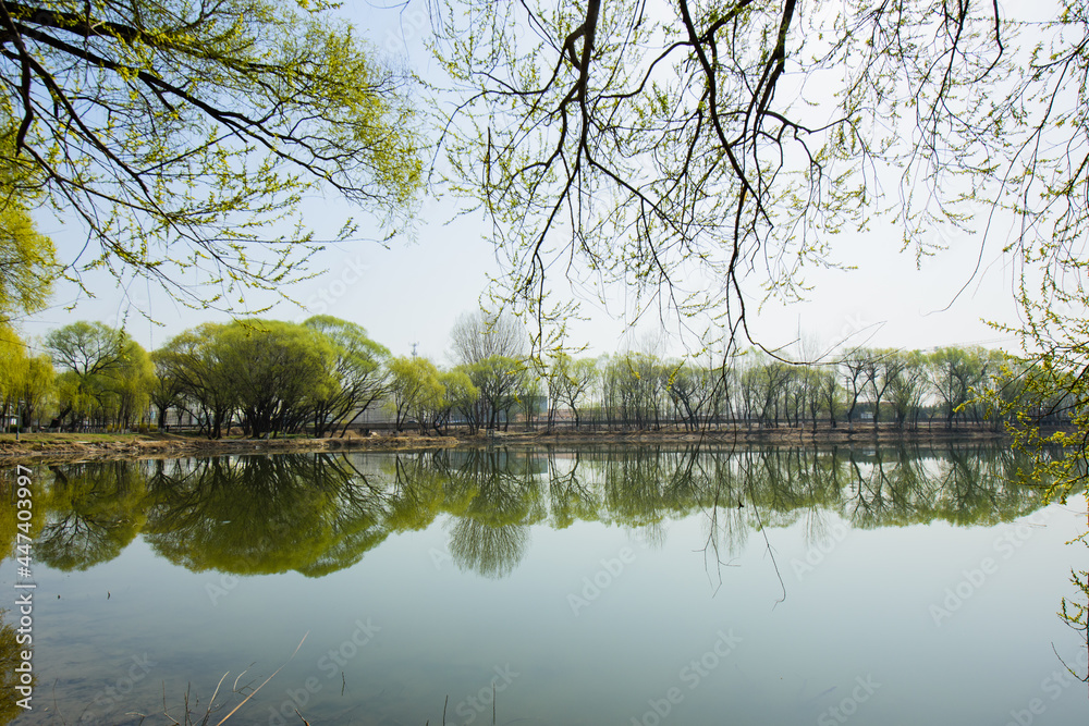 The waterfront city horizon in spring and the reflection of newly sprouted willow branches The waterfront city horizon in spring and the reflection of newly sprouted willow branches