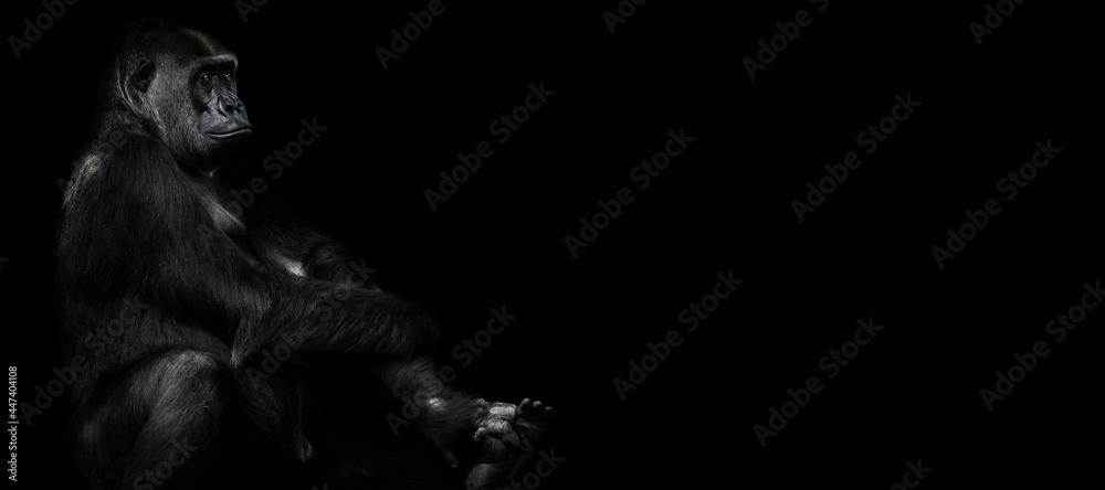 Obraz Female gorillas