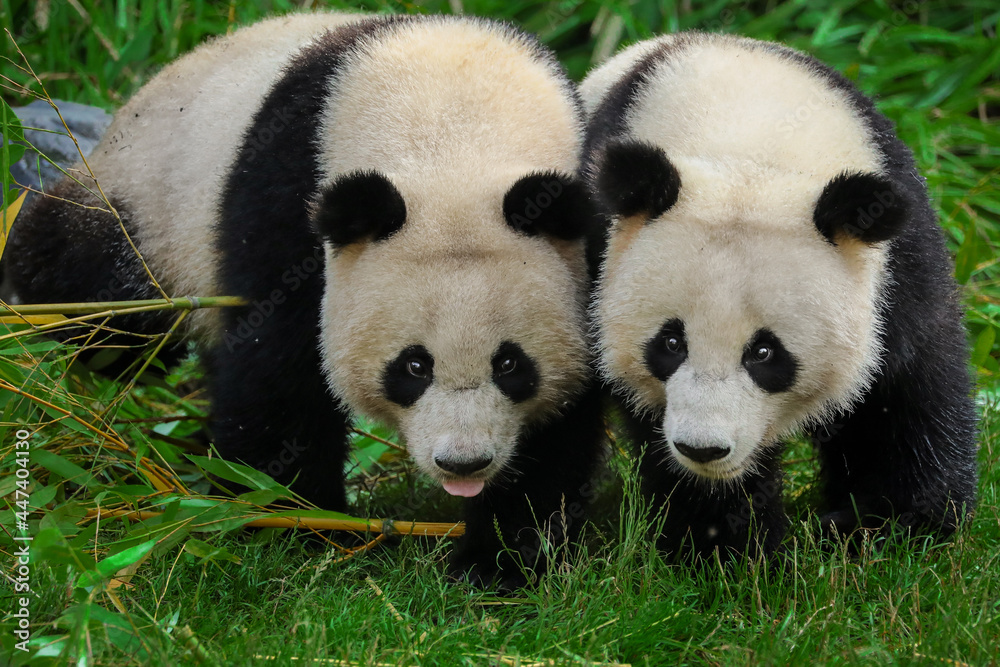 Fototapeta premium panda cubs