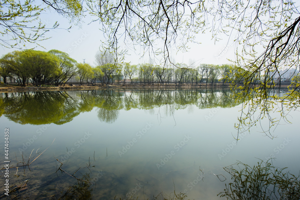 The waterfront city horizon in spring and the reflection of newly sprouted willow branches The waterfront city horizon in spring and the reflection of newly sprouted willow branches