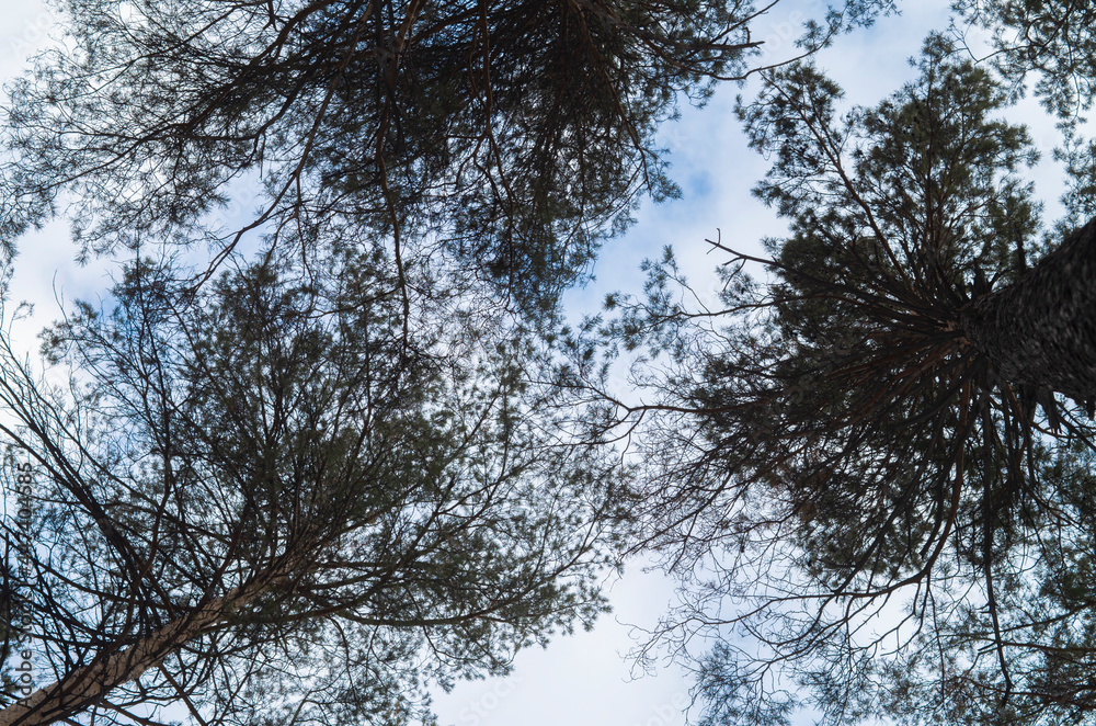Fototapeta premium trees and sky